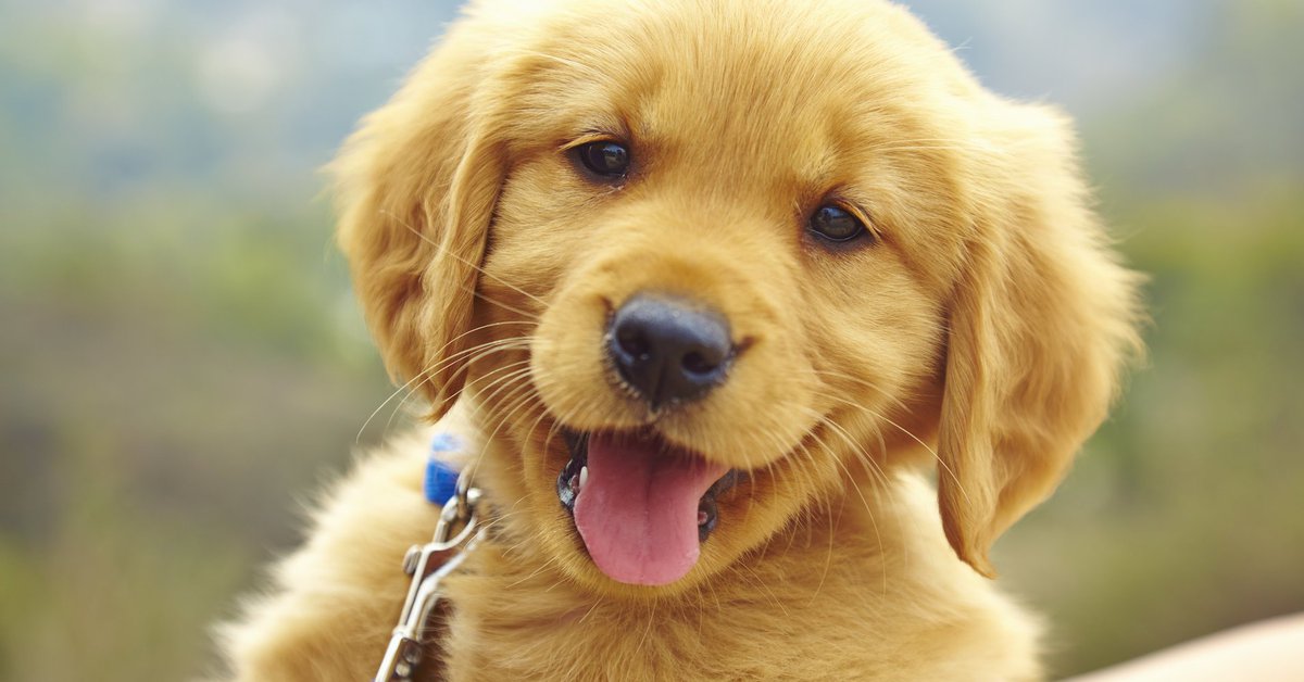 Let us support #Pawsitivity at St. Peter's Hospital Foundation. #Give65 <a href="/HISCHamilton/">Home Instead Hamilton</a> <a href="/HamHealthSci/">Hamilton Health Sciences</a> @HISC_WestGTA <a href="/ZacharysPaws/">Zacharys Paws</a>