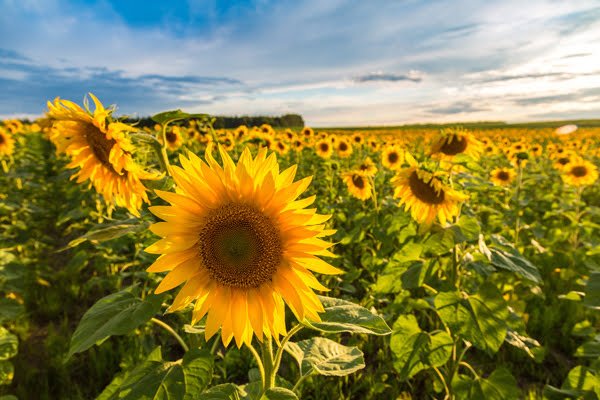 EckertFarms's tweet photo. Our 5-acre sunflower maze opens this weekend! While you're at the farm, pick your own peaches (our largest crop ever!), big-as-your-thumb blackberries, and homegrown summer vegetables! Get passes here: https://t.co/fZOBjkBUNz #SunflowerMaze #Eckerts https://t.co/6cWPbFJ2gr