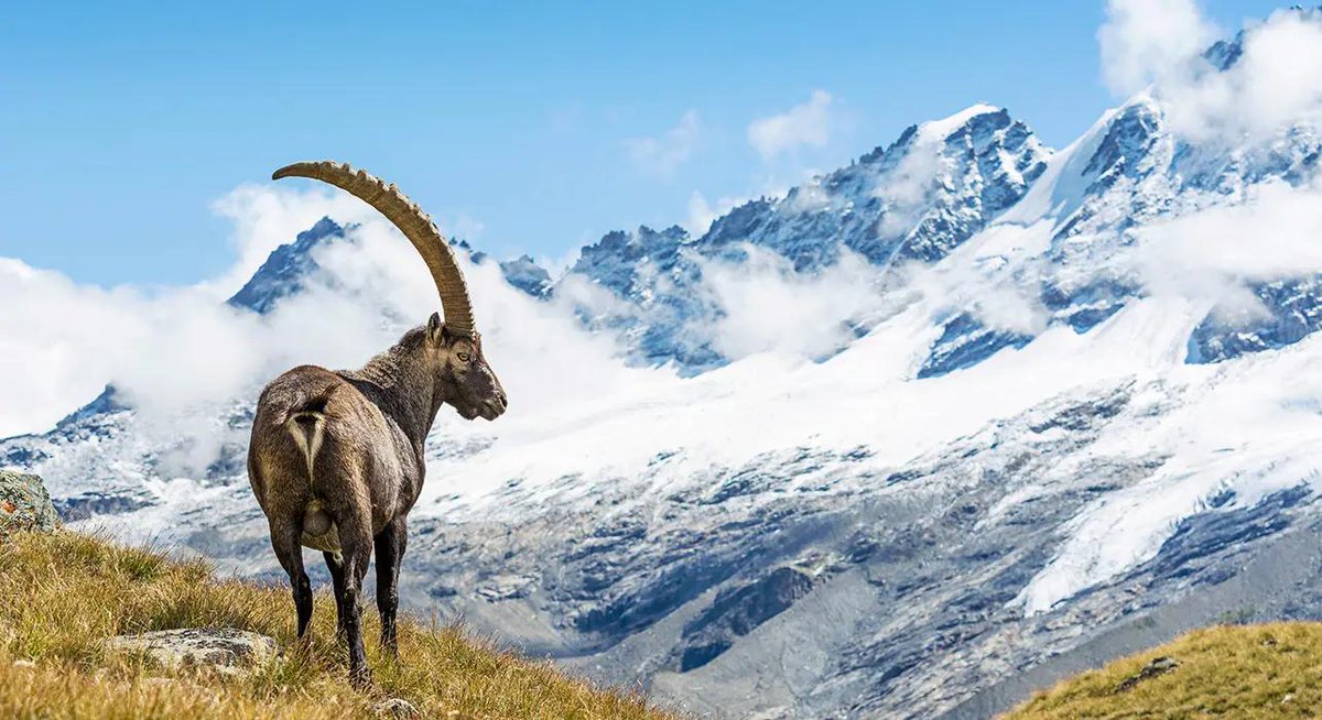 One of Gran Paradiso National Parks biggest attractions is catching a glimpse of the beautiful indigenous alpine Ibex. 

Read more about the animals of the park here: bit.ly/GranParadisoWTI

#granparadiso #visititalia @PNGranParadiso @Valle_dAosta @Visit_Piemonte