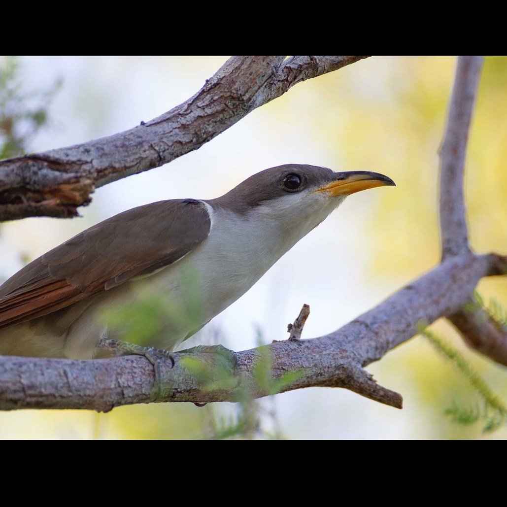 RedRockAudubon's tweet photo. "Yellow-billed Cuckoos have one of the shortest nesting cycles of any bird species. From the start of incubation to fledging can take as little as 17 dys" https://t.co/i1CJLpcjHH
#audubon
#birdphotography
#birdsofvegas #birdnerd #yellowbilledcuckoo #threatenedspecies #wildbirds https://t.co/7ATlc2iDUH