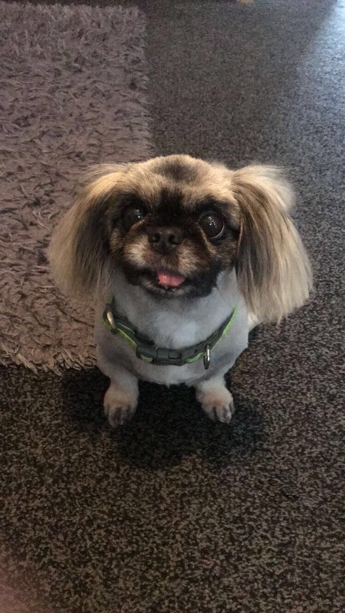 JADE96HALL's tweet photo. Dropped my fluffy doggo off at the groomers and they gave me back E.T I need answers https://t.co/vLi3JfZTpn