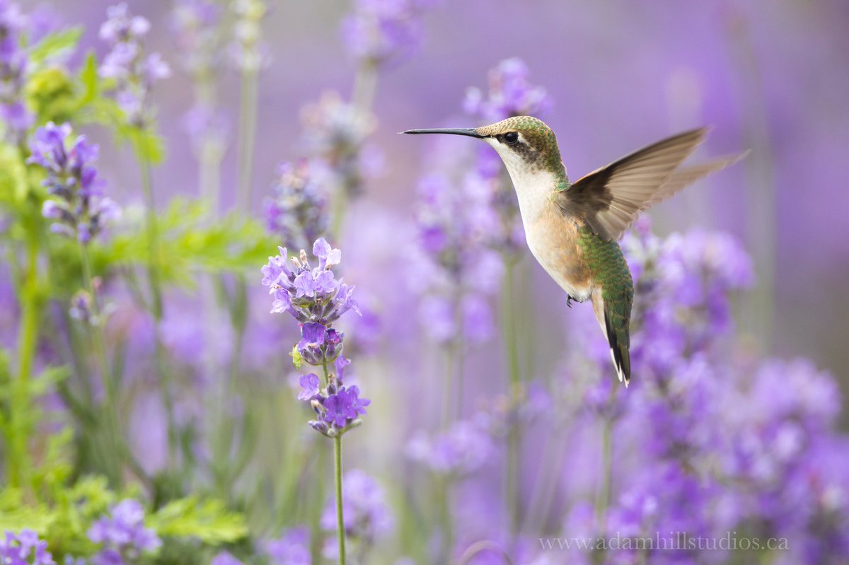 AdamHillPhoto's tweet photo. There’s big beauty in the smallest of places. #hummingbird #lavender #CapeBreton https://t.co/dP83gcSPiH