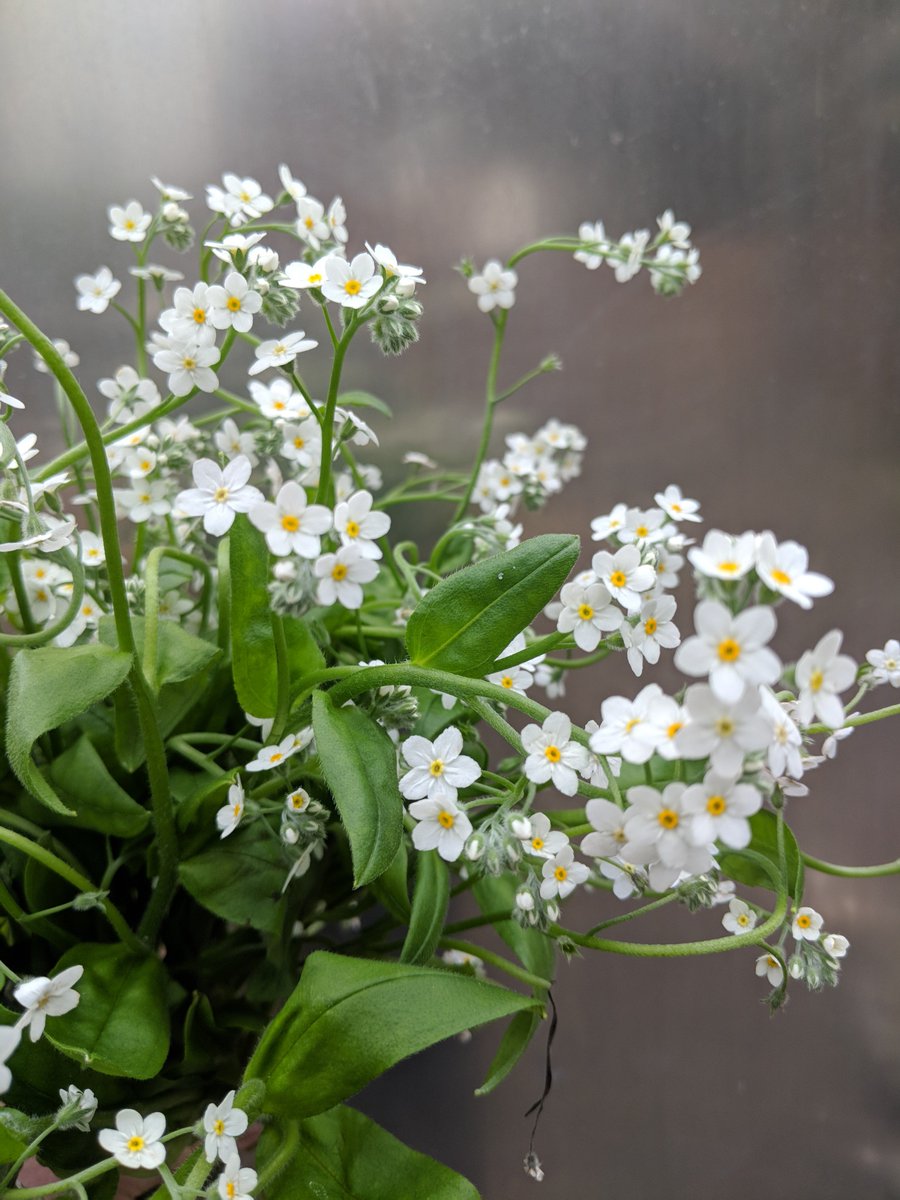 RainhamHallNT's tweet photo. On Thursday 1 August, 6-9pm, explore the Hall after hours, enjoy a drink and participate in a Denney inspired garden bouquet workshop, run by Minoux Flowers. Discounted tickets for RM13 residents. For more details, go to: https://t.co/R2o5VWhdCL. #DenneyEdition #MuseumLates https://t.co/CY0fYleHB1