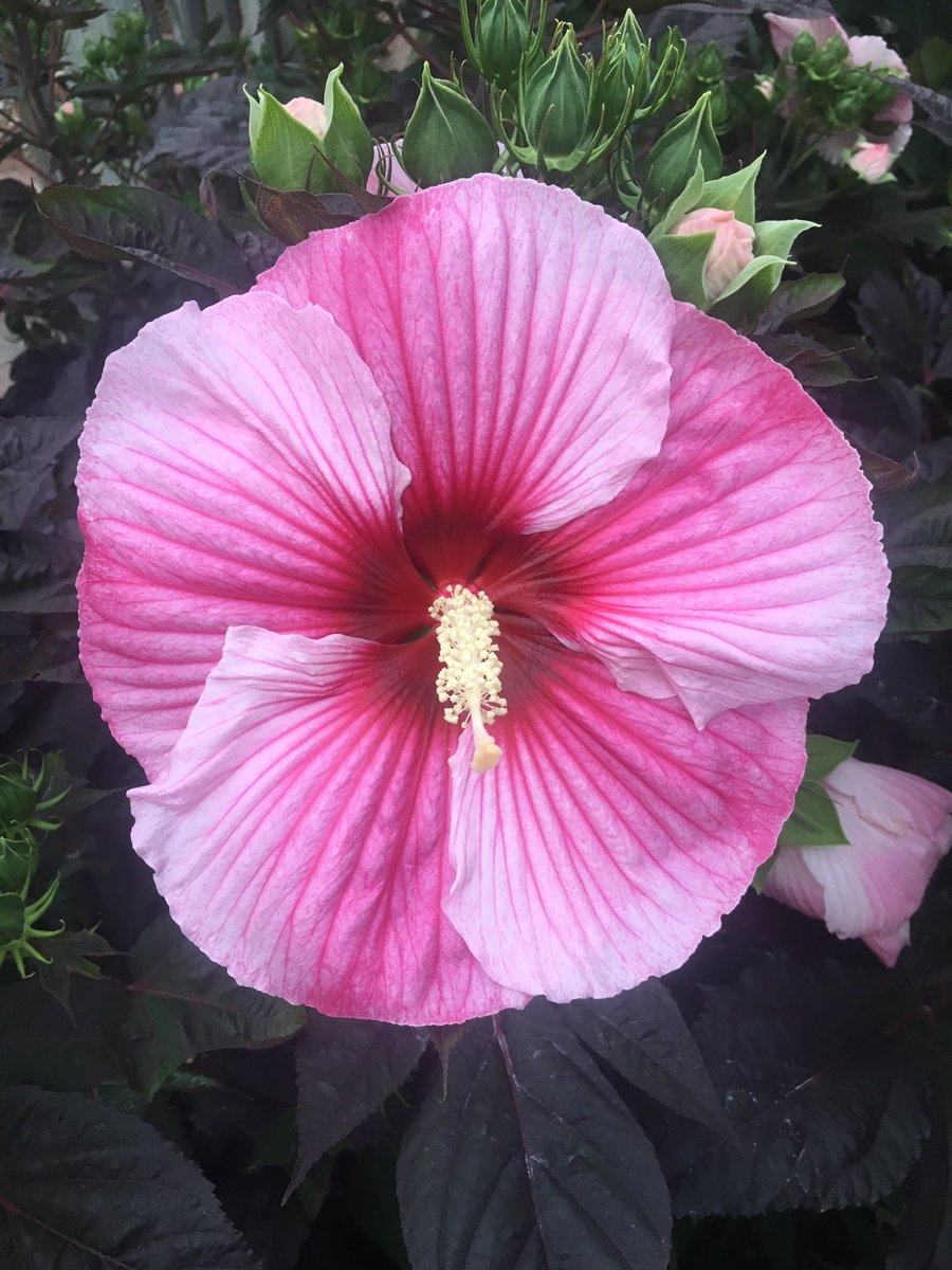 booksnobsue's tweet photo. #FlowerPics #MichiganBulb #ThankYouMichiganBulb @michiganbulb https://t.co/drIaqxHAet