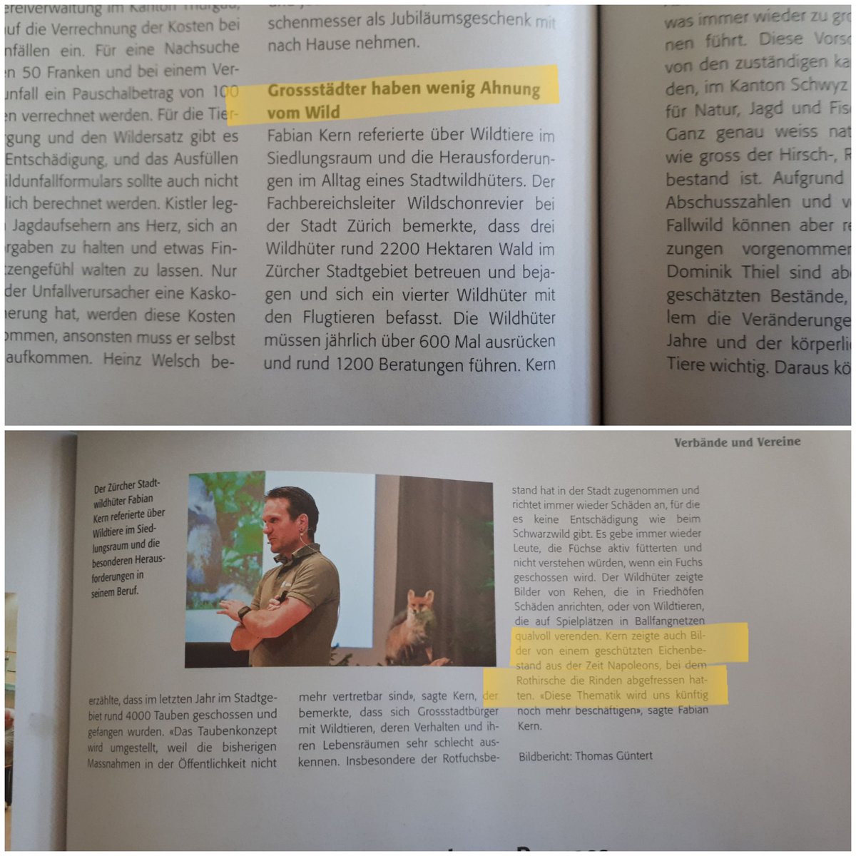DavidGerke85's tweet photo. Peinlicher #fail in der einschlägigen #Jagdpresse: Grossstädtern wenig Ahnung von Wild unterstellen, aber selber nicht zwischen #Eichen und #Eiben unterscheiden können. Der #Rothirsch futtert in Zürich gerade den wertvollen Eibenbestand aus Napoleons Zeiten weg, nicht die Eiche. https://t.co/yQCVJADy3v