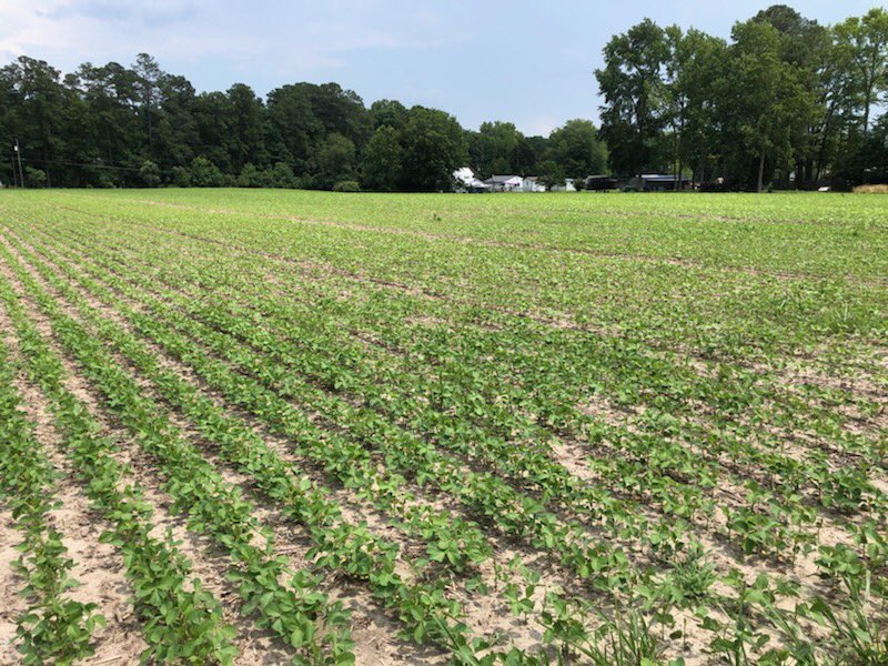SeedConsultants's tweet photo. Looking over some nice plots at #SeedConsultants dealer Carter Borden’s in Gloucester County, VA. 😎 #MySeedConsultants #ScoutingFields https://t.co/ZhRA5kYXhk