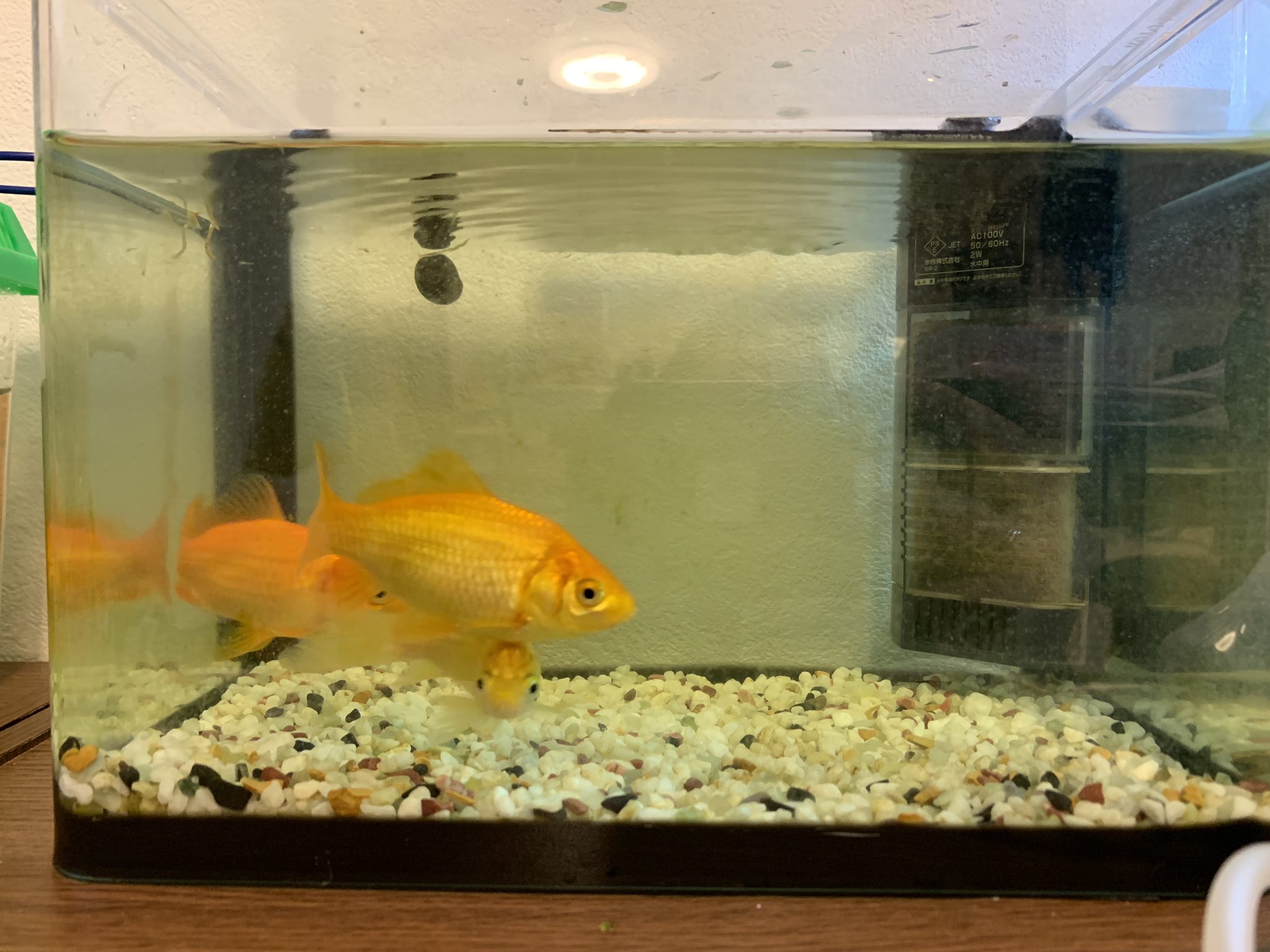 うんちょぱすちゃん ちなみにうちの水槽こんな感じ 1枚目貰ってきたメダカの赤ちゃんたち 2枚目ネオンテトラ グッピー コリドラス オトシン どじょう メダカ エビ 3枚目金魚すくいの金魚 薬浴中 4枚目妊娠可能性あるグッピー達隔離中 娘がすくってきた