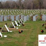 Photo by Lan Nhi ThomoBET (@chickensgg)