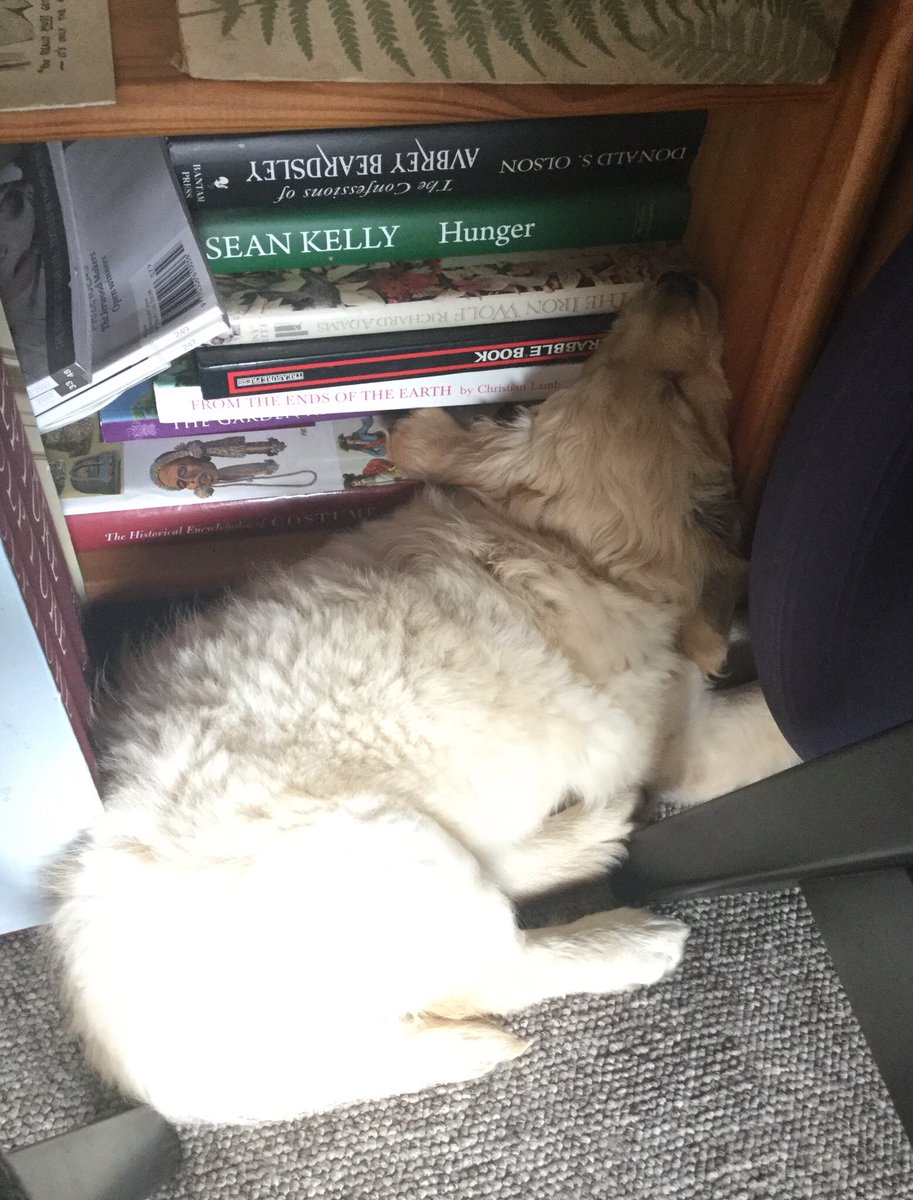 Debbiemade's tweet photo. New puppy Clover getting up to speed on the world of cycling, reading Sean Kelly’s book. She’s loving her first tour. @carltonkirby @SeanKellyCC #TDF2019 #thebreakaway https://t.co/gt5givxW2y