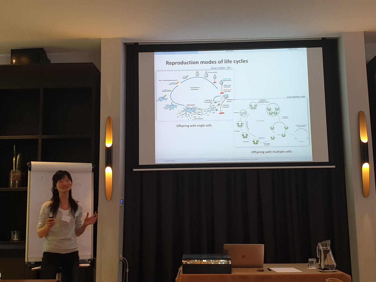 Truehnue's tweet photo. @yuanxiao_gao talking about interacting cells driving the evolution of mukticellular life cycles  #4cmodelling https://t.co/KezPiXS1x6