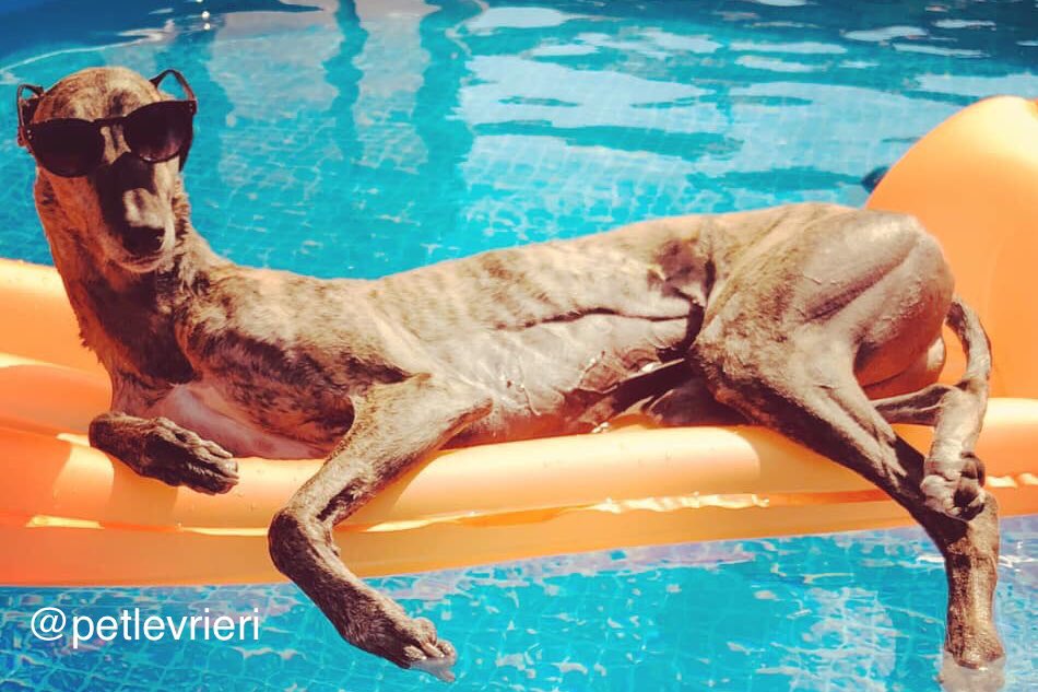 PetLevrieri's tweet photo. A Gin Tonic please ☀️⛱🌵
Jackals #greyhound rescued by @LKAnimalWelfare and now happy with his family 💗💗
#BanGreyhoundRacing https://t.co/PArN0ZWE86