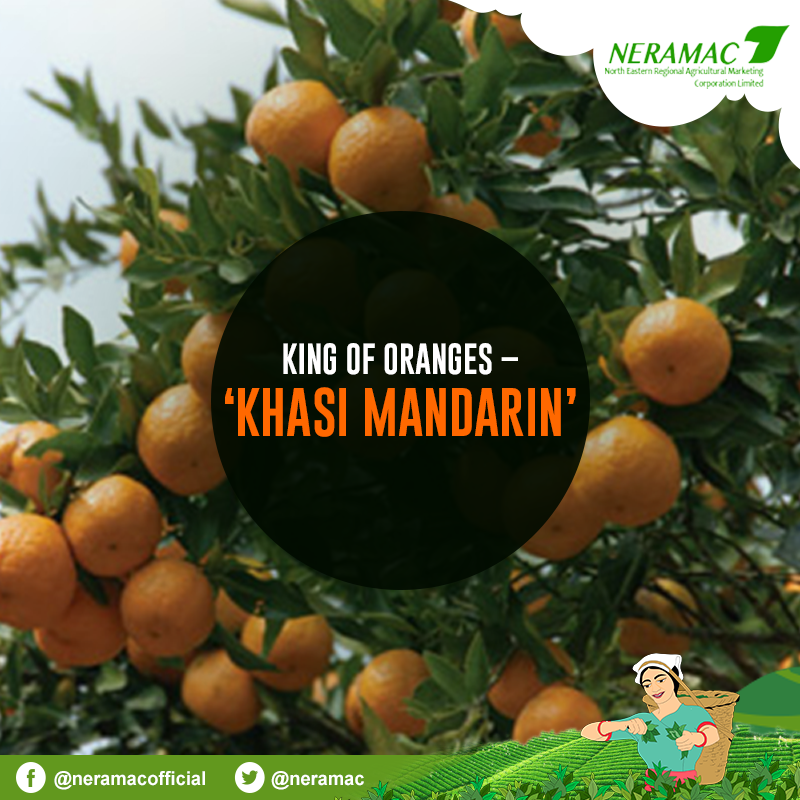 neramac's tweet photo. Khasi Mandarin is a unique fruit cultivated in the Northeastern state of Meghalaya. It is said to be the ‘Pride of Meghalaya’, the oranges are bright in colour
#NERAMAC #Organic #ONE #NeFresh #KhasiMandarin #OrganicFruit #Tripura #GuessItRight #NorthEastIndia https://t.co/DlWpOABbiI