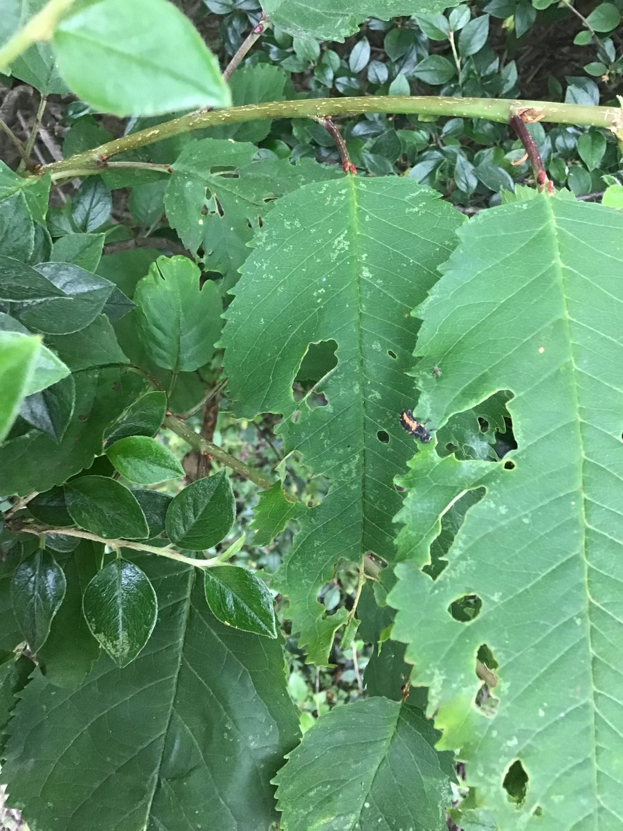 eyfs_OrchardPA's tweet photo. We have fond some amazing mini-beasts in our outdoors area. Freyah found a larvae and Shania found a pupa. We have decided to put the larvae back on a leaf to keep growing but we are going to keep the pupa to see it turn into a ladybird. #lifecycles @OrchardPrimaryA @SouthPennine https://t.co/lb36ppX4Wz