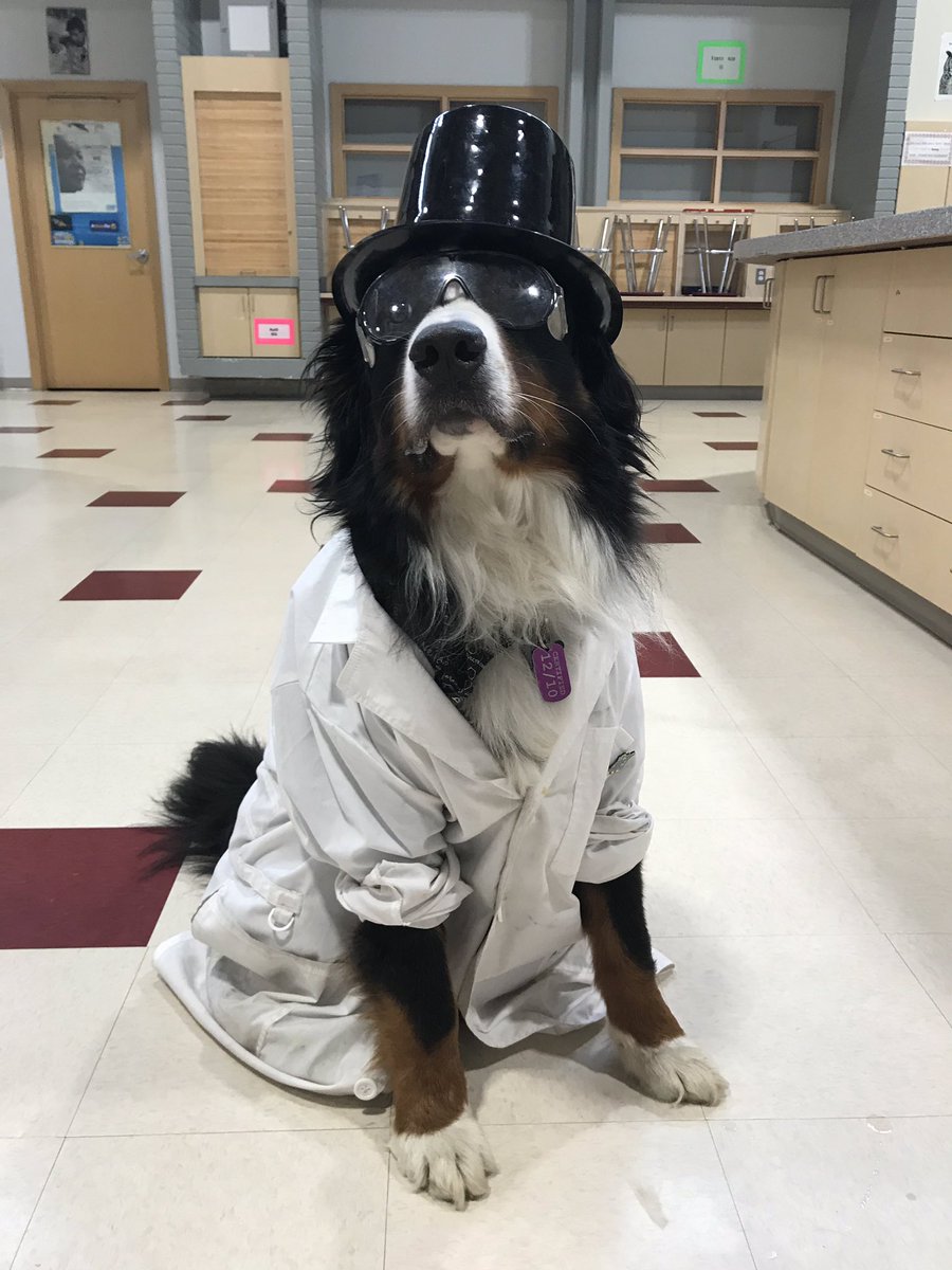 dog wearing lab coat