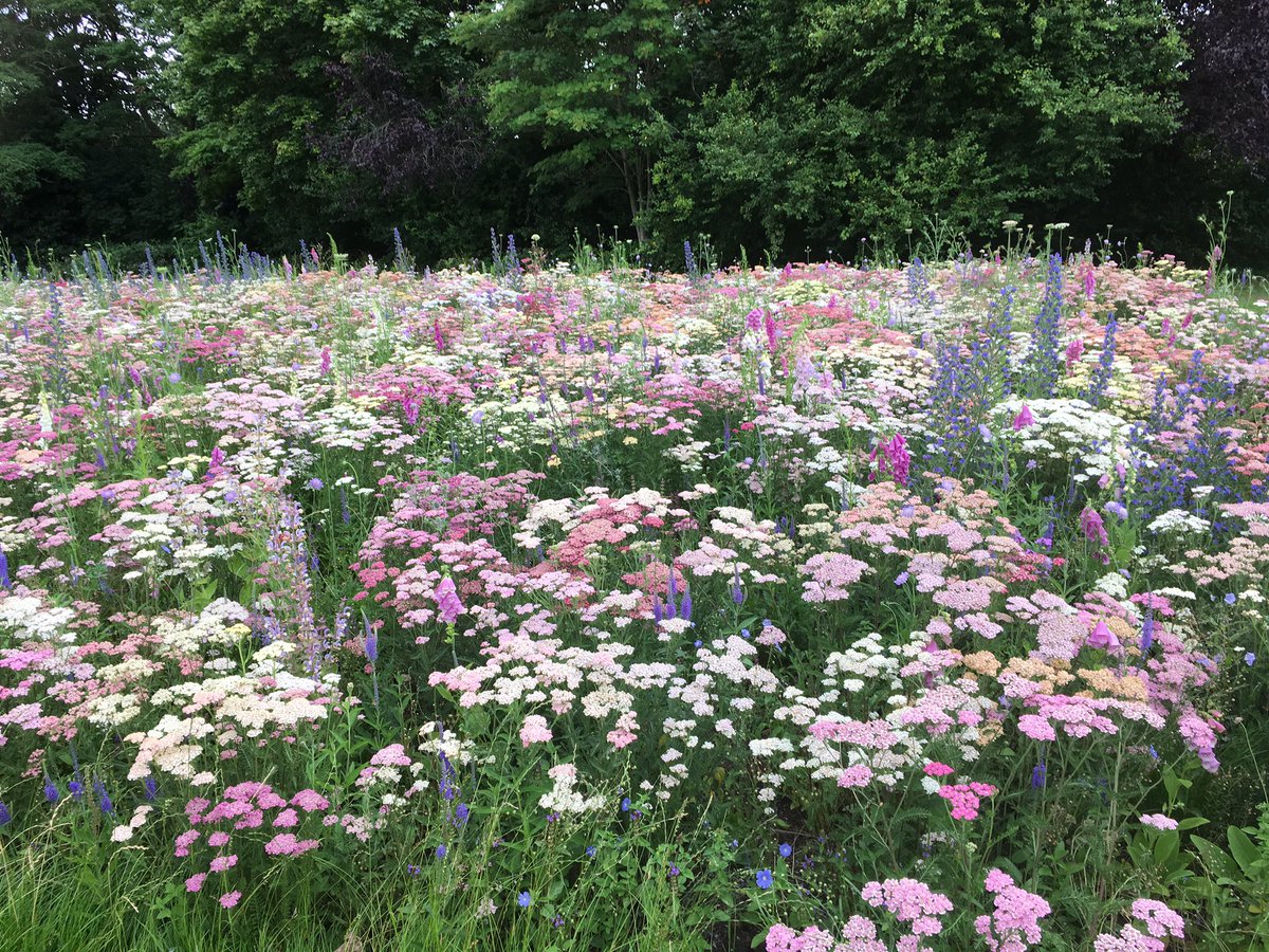 geri_baby's tweet photo. The wild flowers outside of Solihull station look absolutely stunning. Good for the soul (as well as wildlife!) @nickpage66 @TennantRuth @ST4BL @LoveSolihull @SolihullCouncil https://t.co/dglIilxwWT
