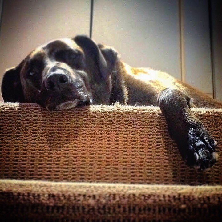 Rhys604's tweet photo. Dat paw tho. ❤️🐶
You are so missed, little guy. 💔😢
#dogs #dogsoftwitter #GoneButNeverForgotten #bigdogs #bigdogsoftwitter #sleepypuppy https://t.co/xQkj0lzBxX