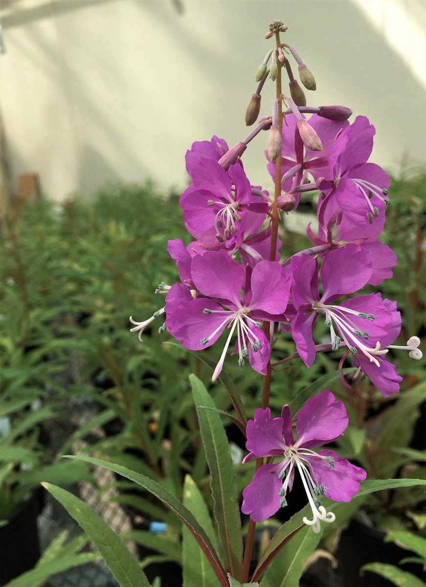 Botanical_'s tweet photo. Ideal soil nutrient concentrations may give neopolyploids a competitive edge: implications for #polyploid establishment (new #AJB research by @AngelaWalczyk &amp; Erika Hersch‐Green) https://t.co/NQBX9zp3c1 #botany #ecology @wileyplantsci @wileyecology @PolyploidPapers https://t.co/FQJQJsl9YW