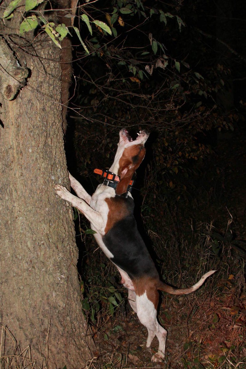 DennisHOBO's tweet photo. According to UKC’s records Hoss has 84 pups. Chris Knighton has 5 taking him to 89, Molly has 10 taking him to 99.. Leaving him 1 shy of the magical 100. #swampmusickennels #treeingwalker #coonhunting https://t.co/4D2lAQuECt
