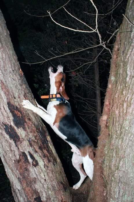 DennisHOBO's tweet photo. According to UKC’s records Hoss has 84 pups. Chris Knighton has 5 taking him to 89, Molly has 10 taking him to 99.. Leaving him 1 shy of the magical 100. #swampmusickennels #treeingwalker #coonhunting https://t.co/4D2lAQuECt