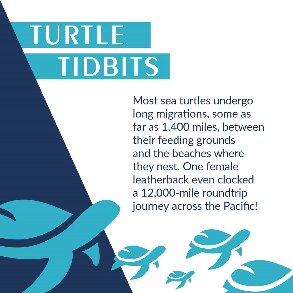 shoplazyturtle's tweet photo. We can go about 150 miles without needing a coffee break and a new podcast. Sea turtles, on the other hand, log *incredible* mileage as they travel from their feeding grounds to their final nesting spot! #TurtleTuesday #SaveOurShells #SaveOurSeas #SeaTurtles https://t.co/fqrIdbRzTJ