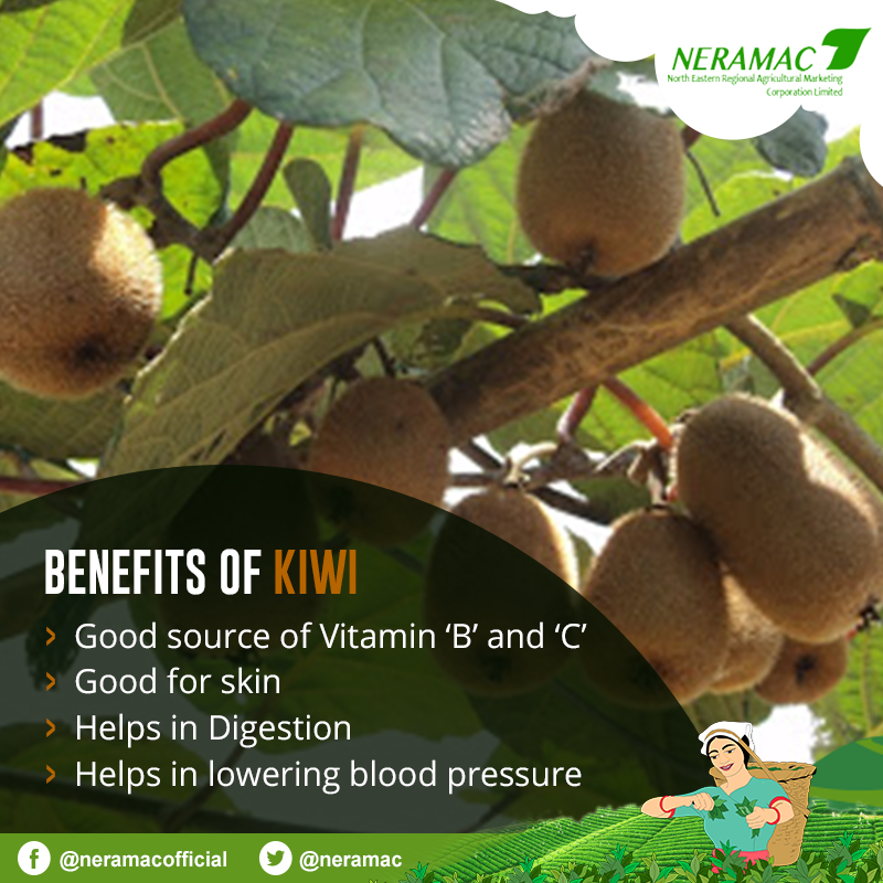 neramac's tweet photo. Now, that you know all the benefits of Kiwi fruit. Do you know, which Northeastern state does the fruit grow?
#NERAMAC #Organic #ONE #NeFresh #Kiwi #OrganicFruit #Delicious #BenefitsOfKiwi #NorthEastIndia https://t.co/6PpfSavmBK