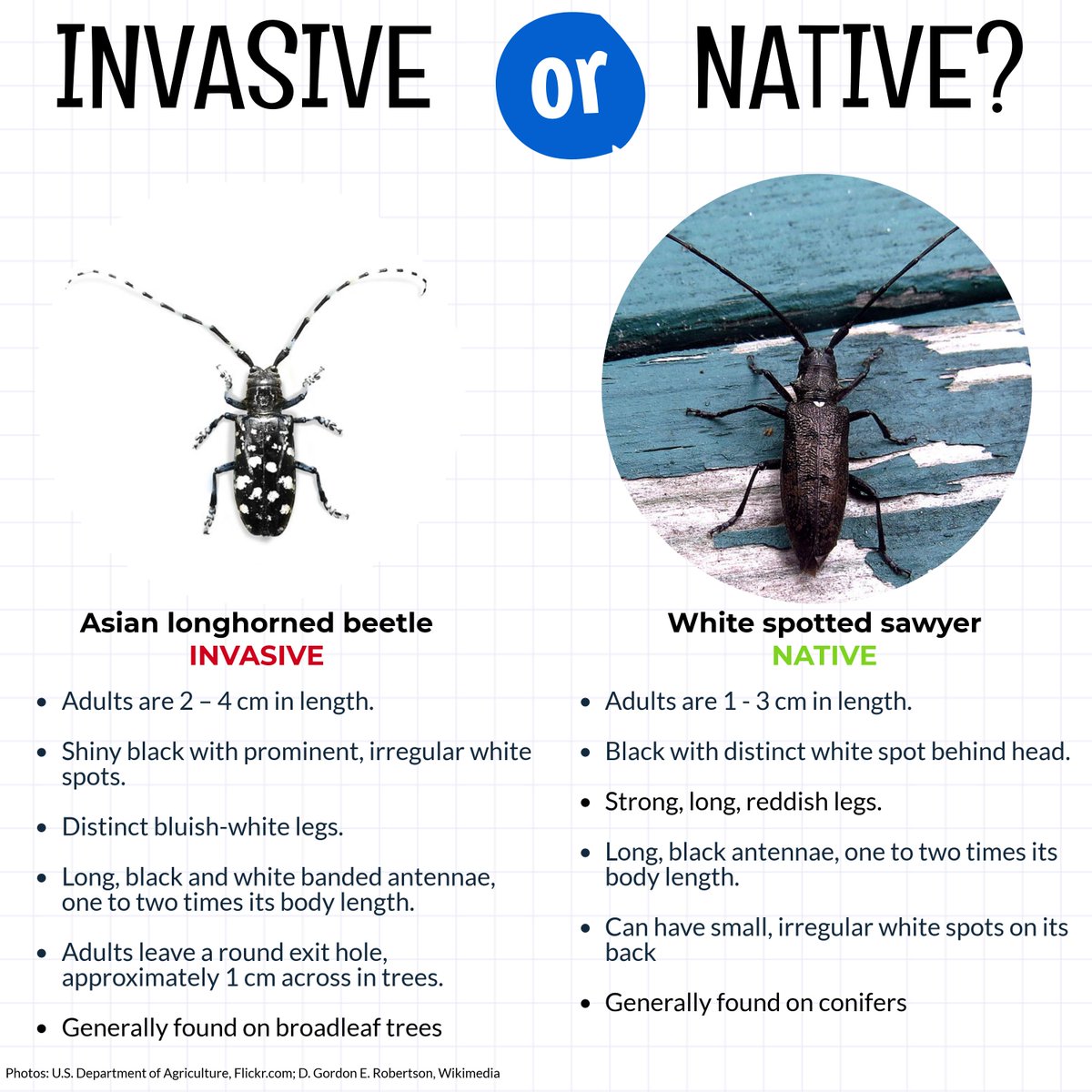 invspecies's tweet photo. The Asian long-horned beetle is an invasive forest pest that attacks nearly all boradleaf trees, and has no natural predators in North America. It can easily be confused with the native whitespotted sawyer beetle. You can use this graphic to help tell them apart! #InvasiveSpecies https://t.co/ZKazQDotws