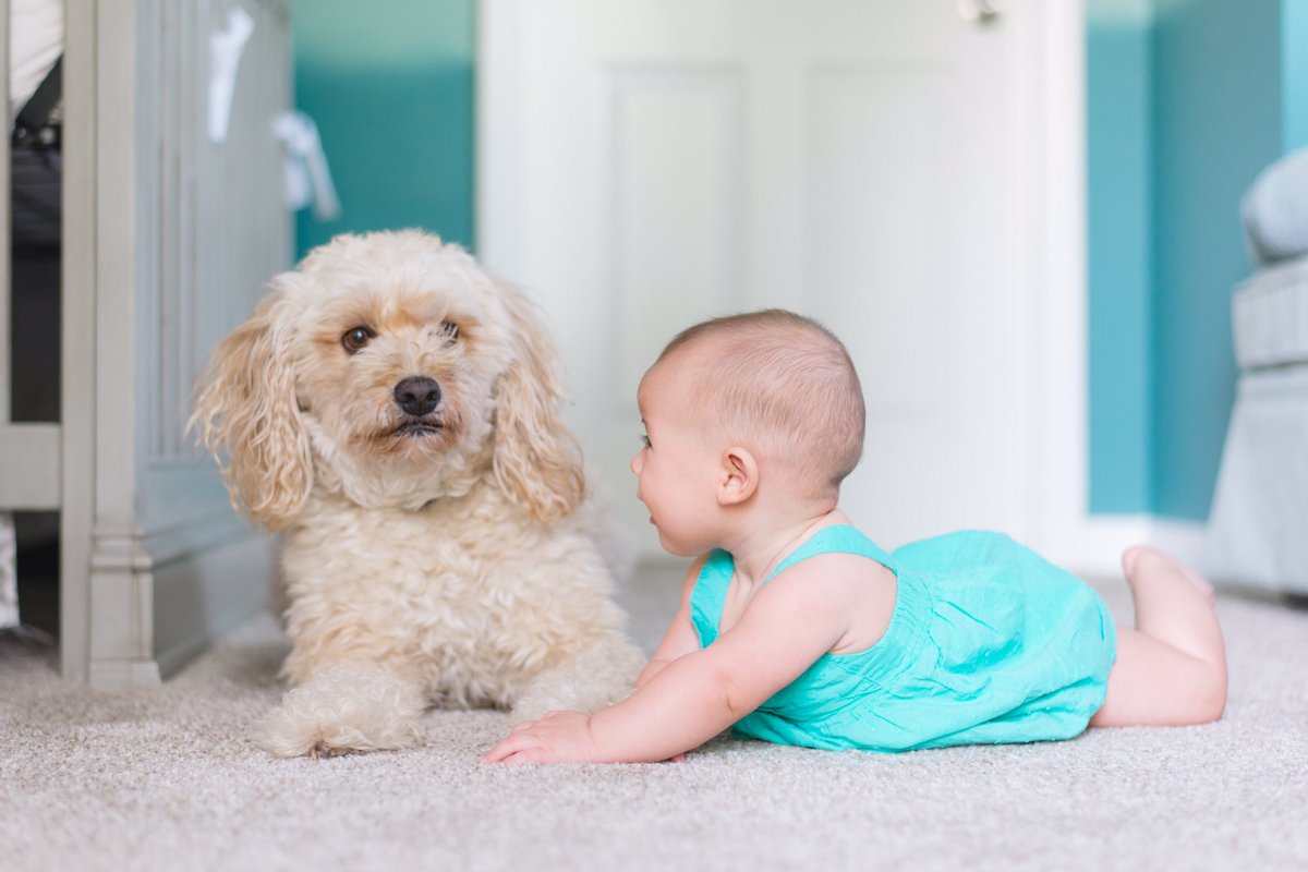 liverpool_clean's tweet photo. Pet are such a fantastic thing for kids to have around, but as your little one starts crawling around their fur loss etc can become a problem.
Ring today for a FREE quote to get those carpets and furniture safe and clean for your little ones.
0151 601 4099 https://t.co/SgGoOacn2u https://t.co/xMf13sm9Hp