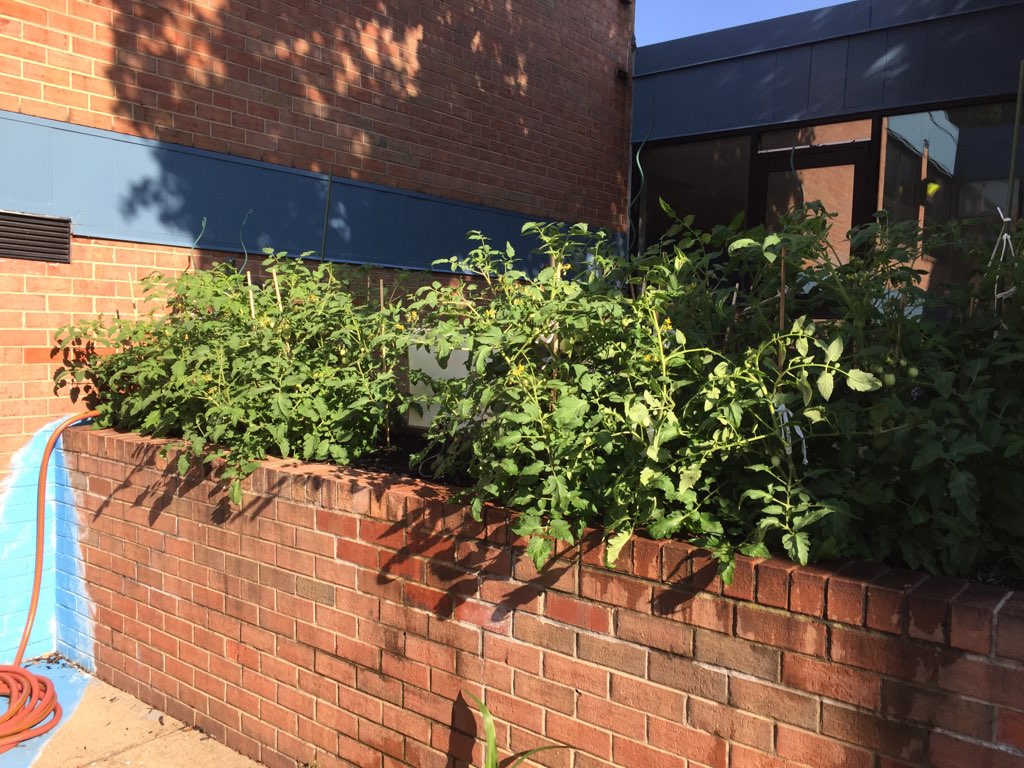 TomatoGators's tweet photo. Tomato update!! Woah!!! https://t.co/nhyTv0mcJY