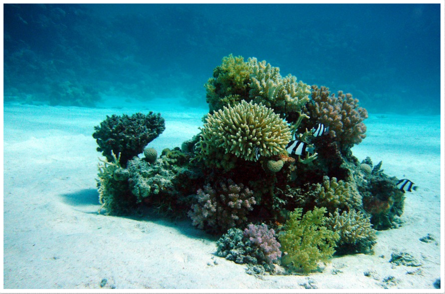 CrystalStar's tweet image. The seaweed formula benefits our metabolism, thyroid, weight loss, skin, detoxification, hormonal balance and much more. 
#wholeherbs #seafood #seavegetables #naturalpower #health #healthyhealing #ballance #crystalstar #mood #immunity #supplement #naturalhealing #herbsformula