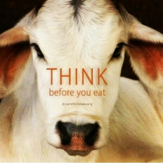 thevegansnuts's tweet image. If you truly appreciate cows, stop stealing their milk, Stop denying them a chance in motherhood, stop contributing to the death of their babies. That's how you TRULY appreciate cows! IF YOUR MOTHER DOESN'T MOO IT'S NOT FOR YOU! it's that simple. ##CowAppreciationDay #ditchdairy