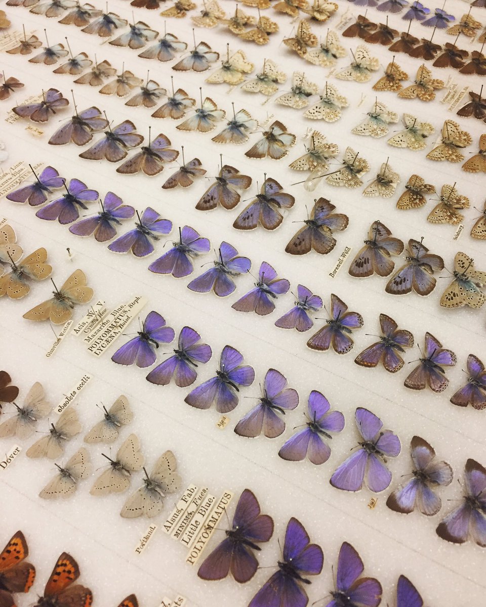 dczerkaszyn's tweet photo. Got a glimpse of the Dale Collection in entomology this morning @morethanadodo. Butterflies for days! #pinnedinsects #butterflies https://t.co/LqYZK9gA9C