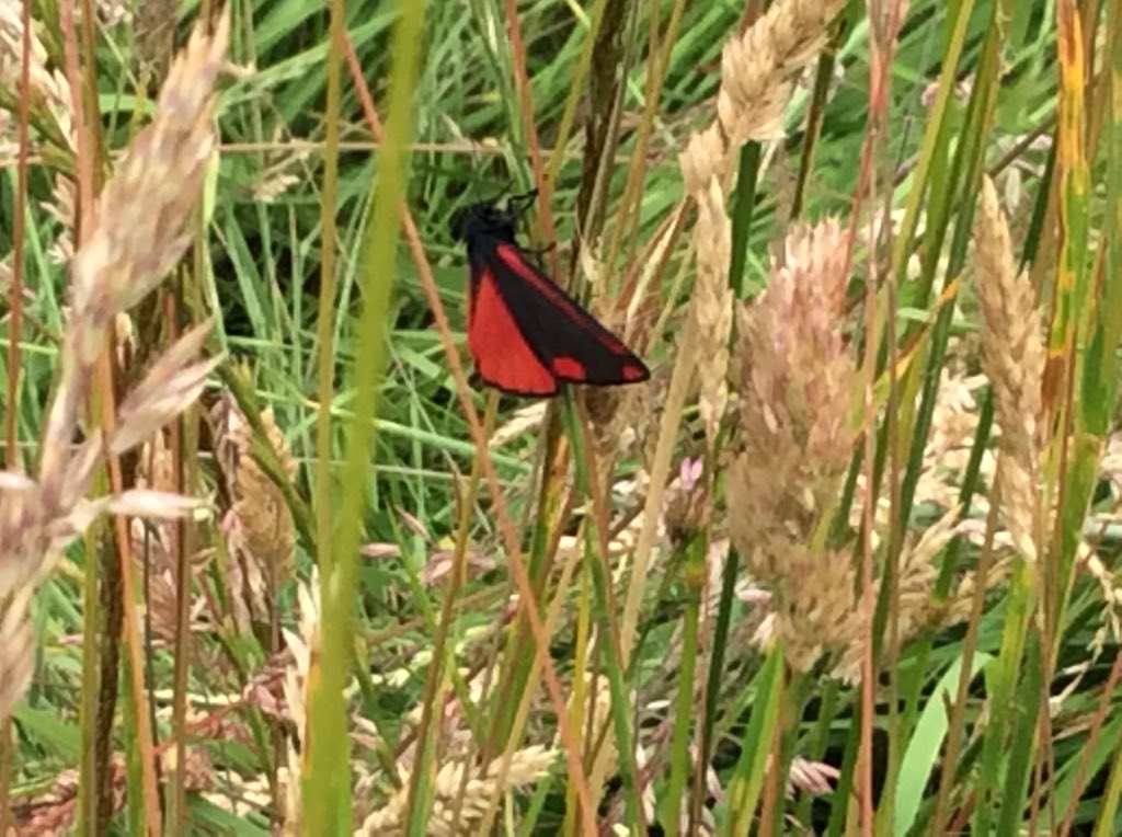 Identifying and drawing a Cinnabar Moth
