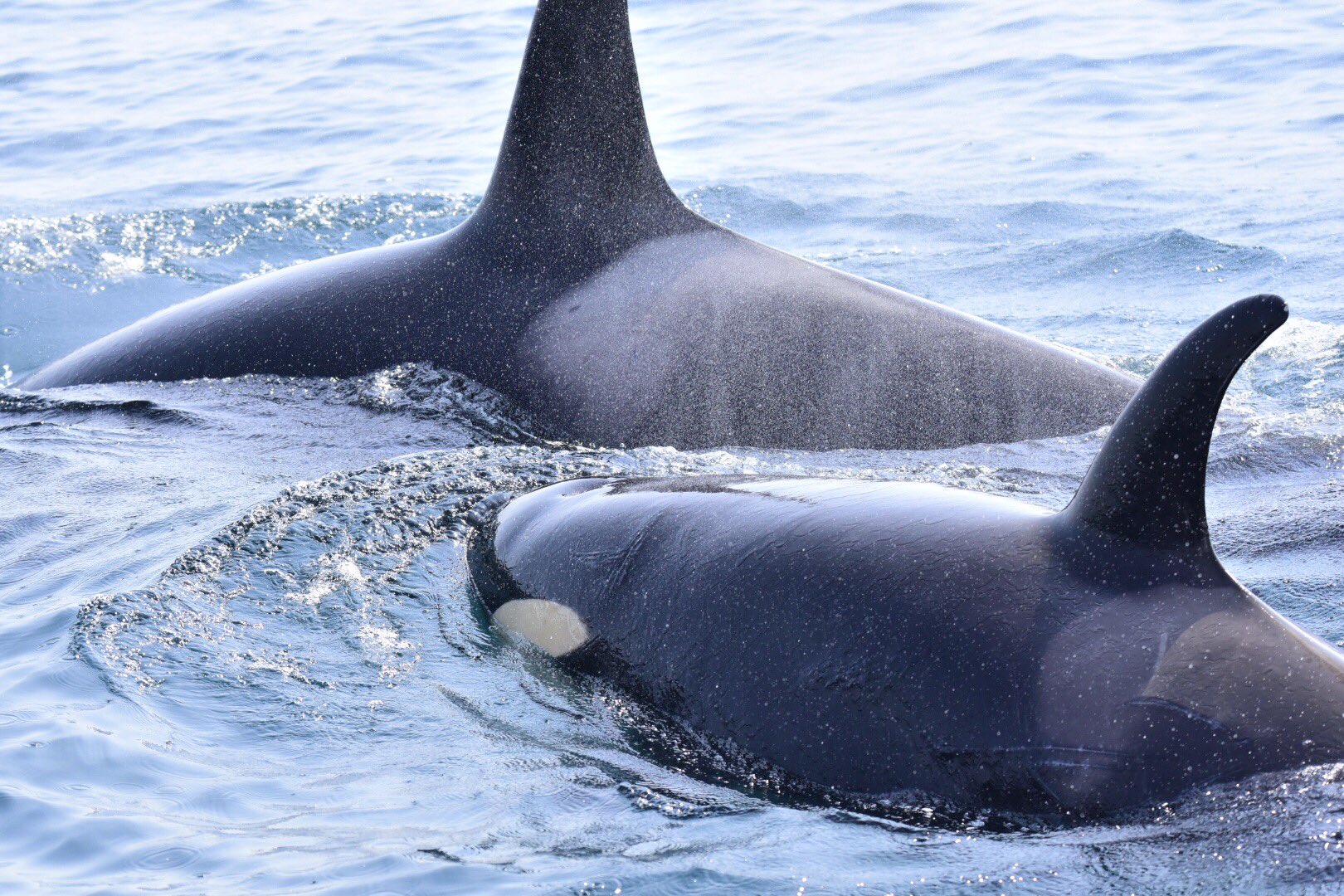 毛利健太 バンドの写真以外も撮影します 北海道の海には 野生のシャチがおるんやで 大きくて かわいい カッコいい 英語では クジラの殺し屋 なんてバイオレンスな名前ですが 家族愛に溢れているシャチ 本当に神秘的な生き物です T 毛利健太 バンドの写真以外も撮影します 北海道の海には 野生のシャチがおるんやで 大きくて かわいい カッコいい 英語では クジラの殺し屋 なんてバイオレンスな名前ですが 家族愛に溢れているシャチ 本当に神秘的な生き物です T