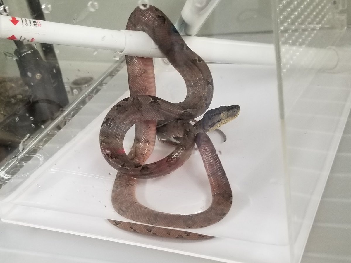 らぶぴーす Jrs御礼 激レア アマゾンツリーボア ピンキッシュ 入荷しております アマツリでピンク って思う方は ご来店を らぶぴーす Jrs御礼 激レア アマゾンツリーボア ピンキッシュ 入荷しております アマツリでピンク って思う方は ご来店を