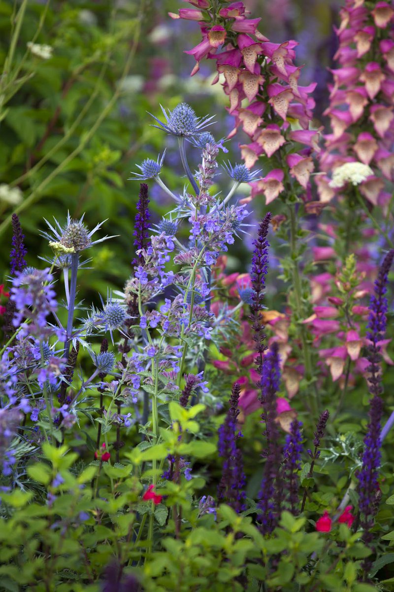 Absolutely stunning colour combination using Salvia nemerosa Caradonna, Eryngium bourgatii and Digitalis Foxlight Rose Ivory 💕