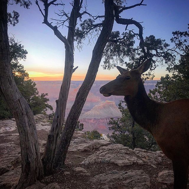 Elk(I think) at the Grand Canyon. #elk #deer #wildlife #grandcanyon #america #usa #southwestusa #grandcanyonnationalpark #arizona #giantholeintheground #sunset #nature #sunsetatthegrandcanyon #silhouette #visitamerica #postcardshot #arizonaphotography  #… ift.tt/2L9NoXh