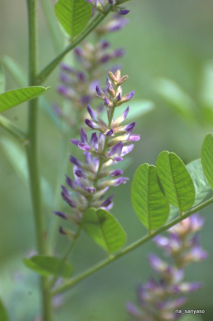 Kaedeの山野草アルバム スペインカンゾウ 北海道 北大薬用植物園 19 7 6 花 の色は似ているけれど イヌカンゾウとは穂の形が全然違うなぁ 名札には 西北かんぞう とあったのだけれど 西北はスペインと読むので合ってる カンゾウ 甘草 かん