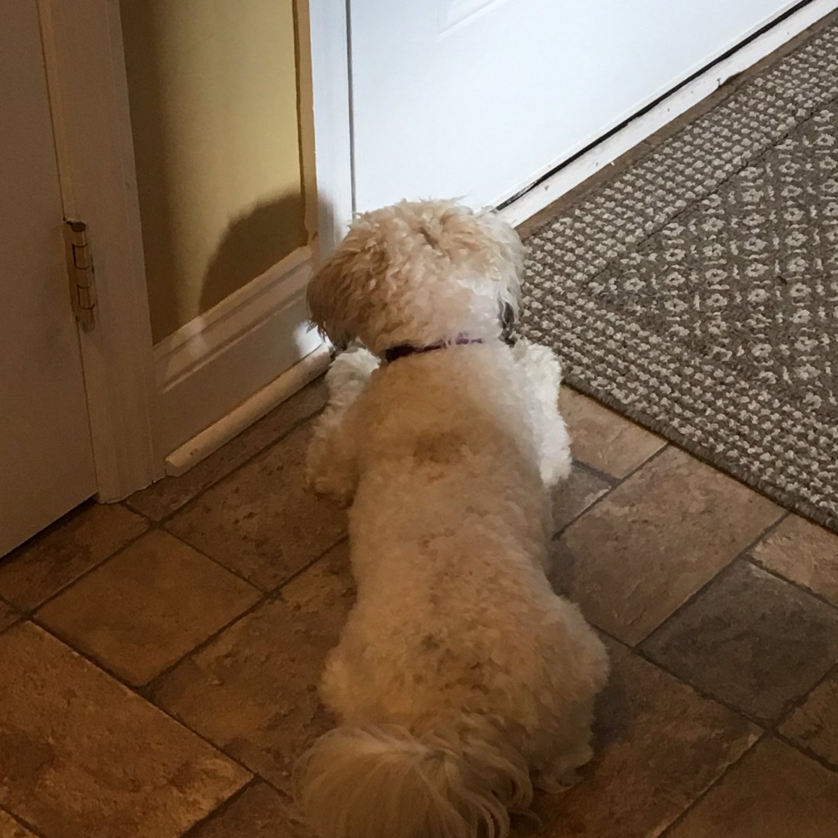 DottieD0g's tweet photo. I love having my boys home all day long in the summer. Except now my favorite hooman leaves me for an entire week for kamp. ๐ก I just know if I stare at the door he will come home any second. ๐ช #DogsOfTwitter #summerkampsucks4me #FutureNHLGoalieDog #Iwanthimhome #MadeUpHashtags https://t.co/aN8S8WoKaD