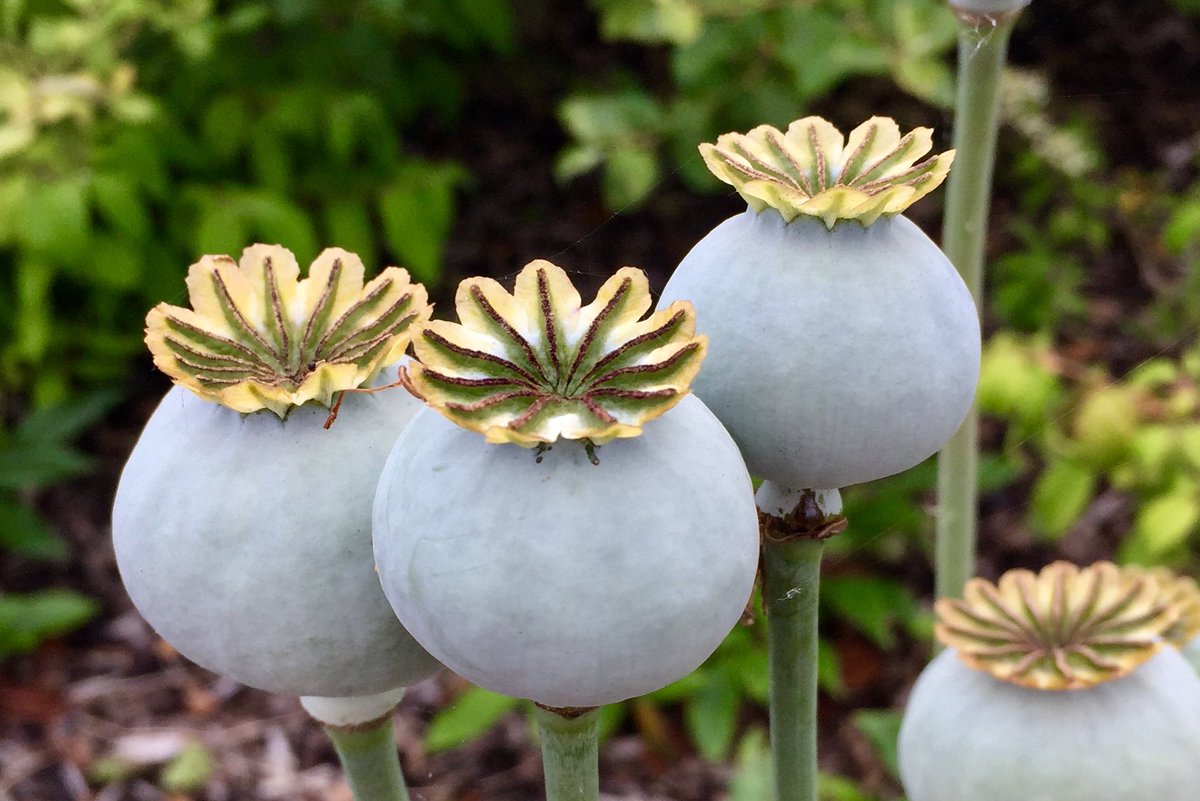Poppy seed heads ripening. Amazing pieces of engineering. #poppies #GardenWildlife