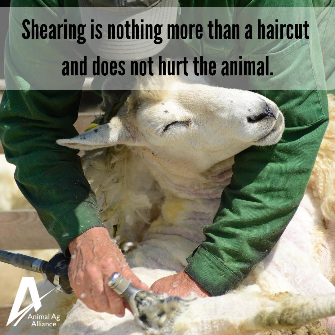animalag's tweet photo. Shearing is nothing more than a haircut 💇  and does not hurt the animal. The wool from one sheep, referred to as a fleece, is generally removed so that it holds together in one piece. Within a week the sheep 🐑 have re-grown enough wool to keep them warm. https://t.co/CFF0QlMRyJ https://t.co/7OqHxN80La