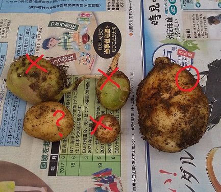 ジャガイモ食中毒 Twitter Search Twitter