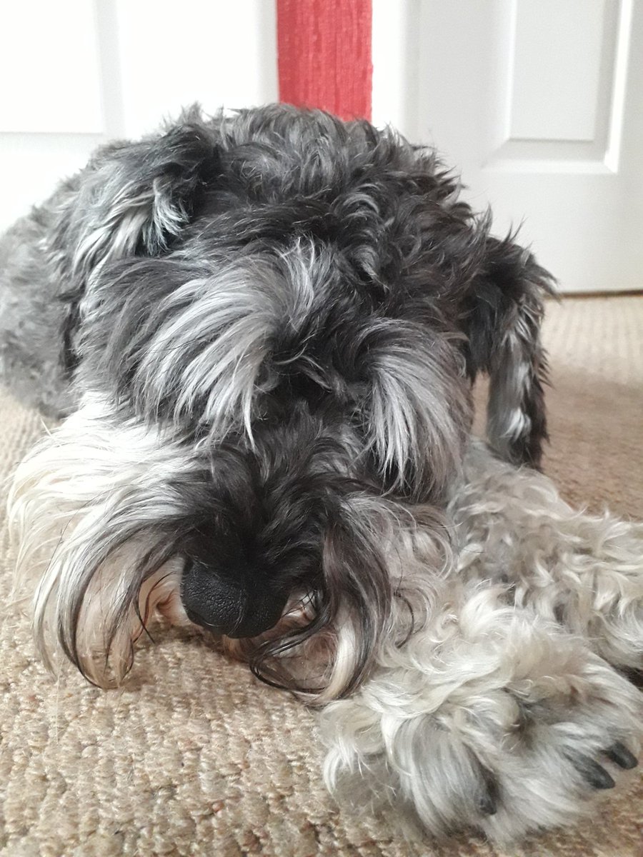 vanessattweets's tweet photo. Home from Spain and reunited with this overgrown fur baby. He looks a bit sad that his holiday in sunny Bishopbriggs with Auntie Karen & Uncle Andy is over. Wait til he finds out it's haircut time..... #HDeyebrows https://t.co/i3ptxVV7Qx