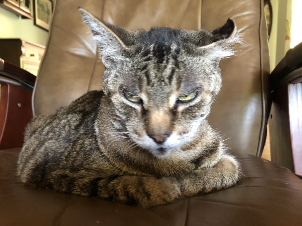 🔸🔻🔸🔺🔸🔻🔸🔺🔸🔻🔸

I’m still a bit mad about the vet visit. 

Therefore, I regret to inform, there will be no tongue out. 

You will have to make do with this late loaf (which, btw, would have been produced yesterday if she had just left me HOME). 

🔸🔻🔸🔺🔸🔻🔸🔺🔸🔻🔸