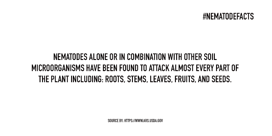 NematodeFacts's tweet photo. Plant-parasitic nematodes are recognized as one of the greatest threats to crops throughout the world. https://t.co/CHynnnTCLZ
