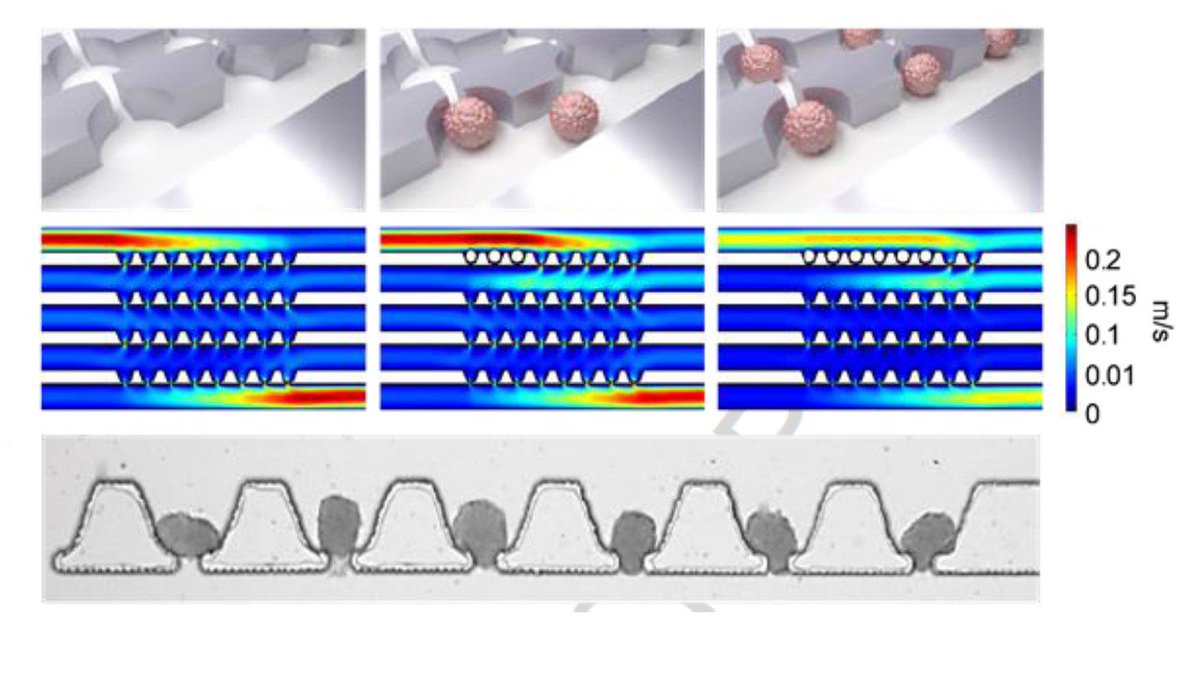 Garry P. Duffy (@gduffy00) on Twitter photo Our newest Duffy Lab @DRIVE4diabete collaborative paper with the teams at <a href="/schenkelayland/">Schenke-Layland Lab</a> & @pe_loskill labs led by Aline Zbinden. Human pancreas-on-a-chip providing continuous monitoring of endocrine function. sciencedirect.com/science/articl… Our newest Duffy Lab @DRIVE4diabete collaborative paper with the teams at <a href="/schenkelayland/">Schenke-Layland Lab</a> & @pe_loskill labs led by Aline Zbinden. Human pancreas-on-a-chip providing continuous monitoring of endocrine function. sciencedirect.com/science/articl…
