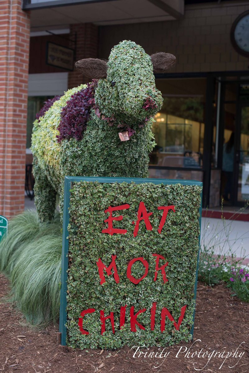 SCFOF's tweet photo. Utterly Exciting Topiary Tuesday: So what day is it? Cow Appreciation Day 2019!
Milkshake, the Chick-fil-A Greenwood (SC) Cow is ready with her coat of variegated fig and red ruby alternanthera. Cow bell is held by the pink hypoestes. #SCFOF #FeelTheFun https://t.co/iz0i3UcjN9