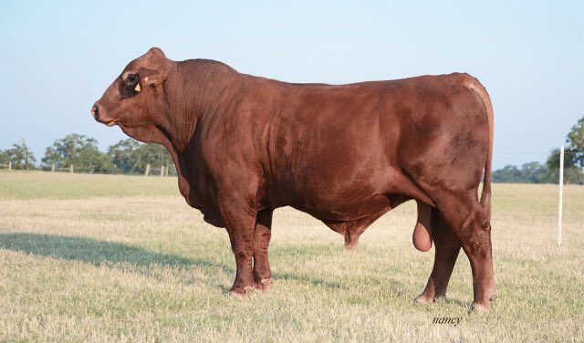 SmithGenetics's tweet image. Several daughters of the Intl Champion sell in Synergy. PBs and % Lubbock daughters. 9.28.