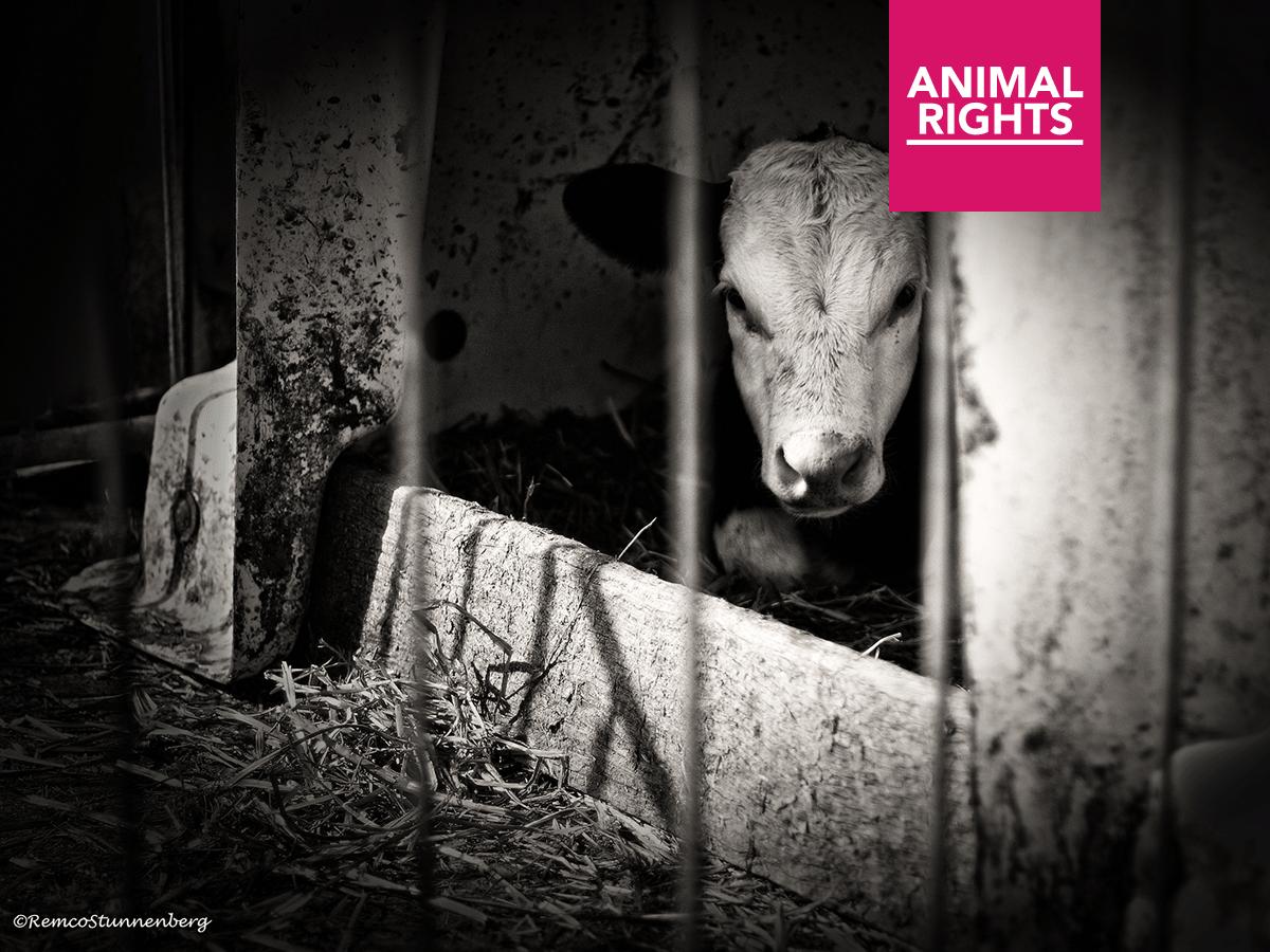PETITION TO S&amp;S/ RT / We want #animals in the Netherlands, wild and in captivity, no matter their #species , recognized as #Legal citizens, persons and residents, and provided with constitutional #rights . #Equality facebook.com/international.…
