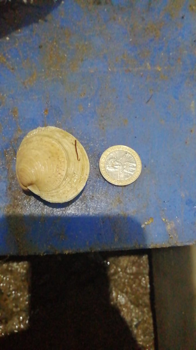 Anoche, durante fiscalización en borde costero sector Pudeto patrulla de Policía Marítima efectúo incautación de 693 kg de almeja por encontrarse bajo talla mínima legal, infractor fue citado a juzgado de letras #ancud y recurso devuelto al mar. #pescailegal #chiloe