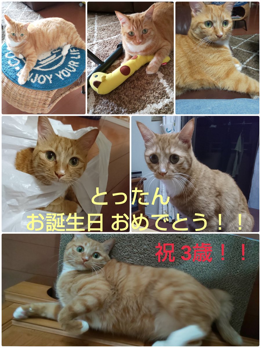 愛猫誕生日